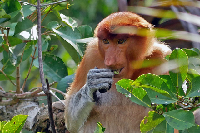 Bornéo Kalimantan