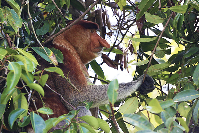 Bornéo Kalimantan