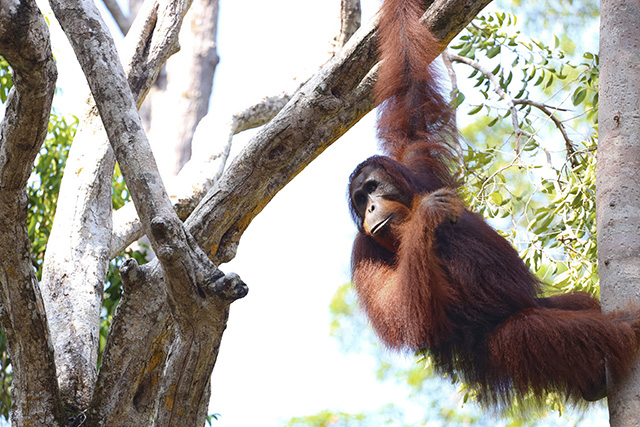 Bornéo Kalimantan