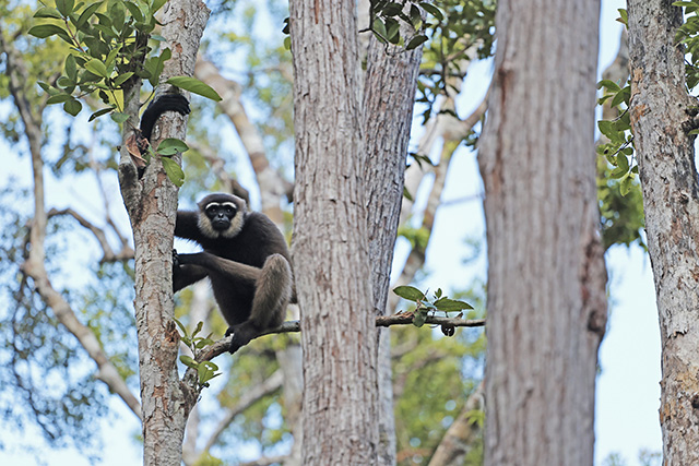 Bornéo Kalimantan