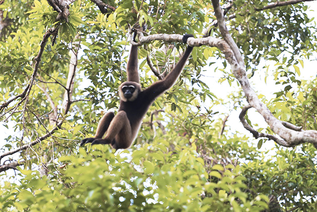 Bornéo Kalimantan