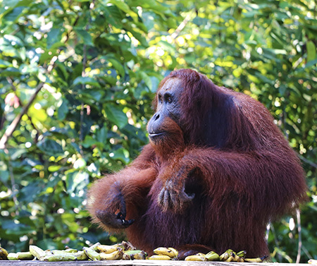 Bornéo Kalimantan