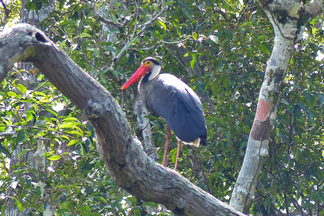 Bornéo Kalimantan