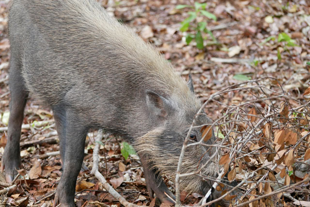 Bornéo Kalimantan