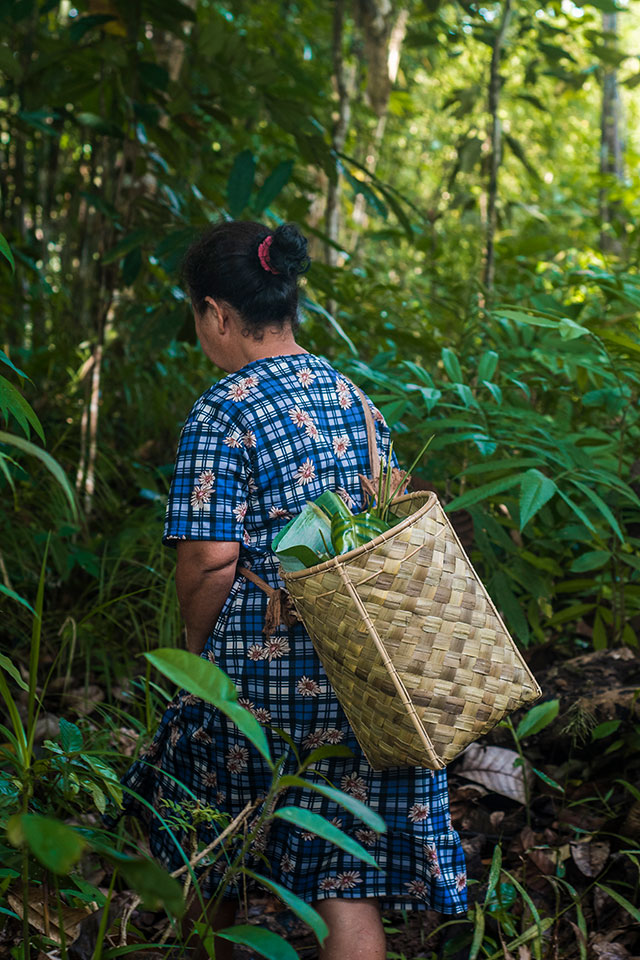 Dayak Bornéo Kalimantan