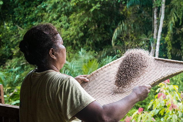 Dayak Bornéo Kalimantan