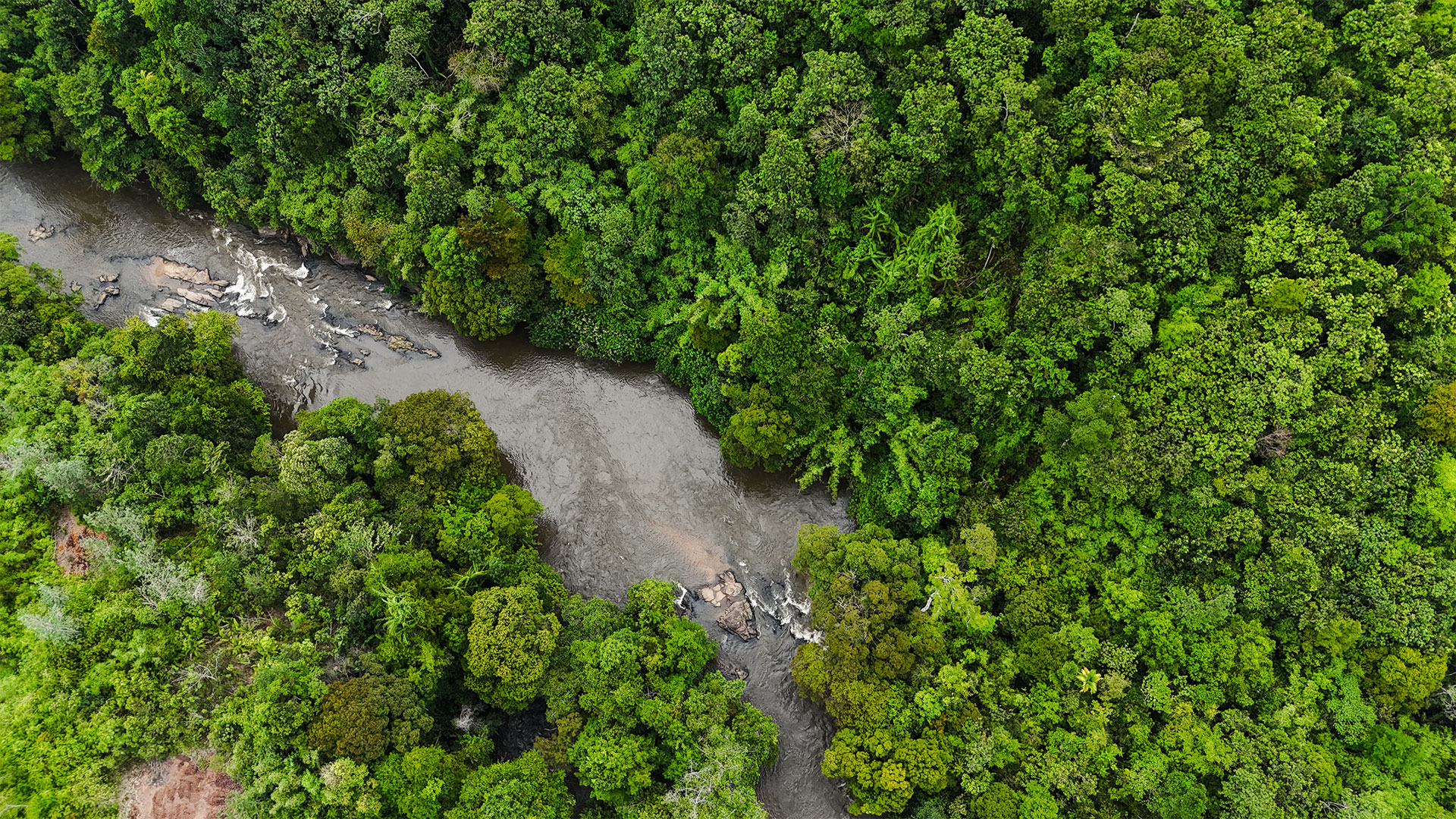 Dayak Bornéo Kalimantan