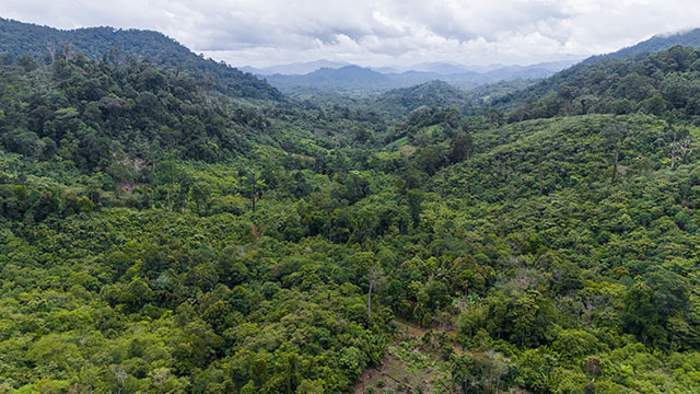 Dayak Bornéo Kalimantan