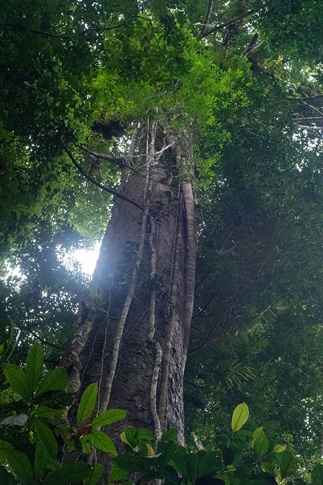 Dayak Bornéo Kalimantan