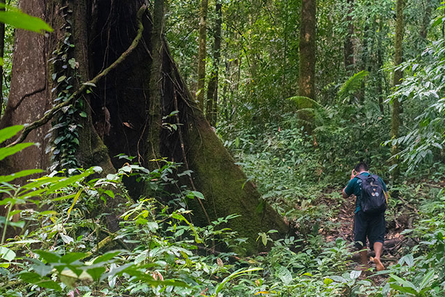 Dayak Bornéo Kalimantan