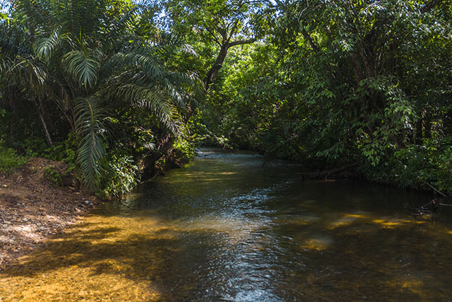 Dayak Bornéo Kalimantan