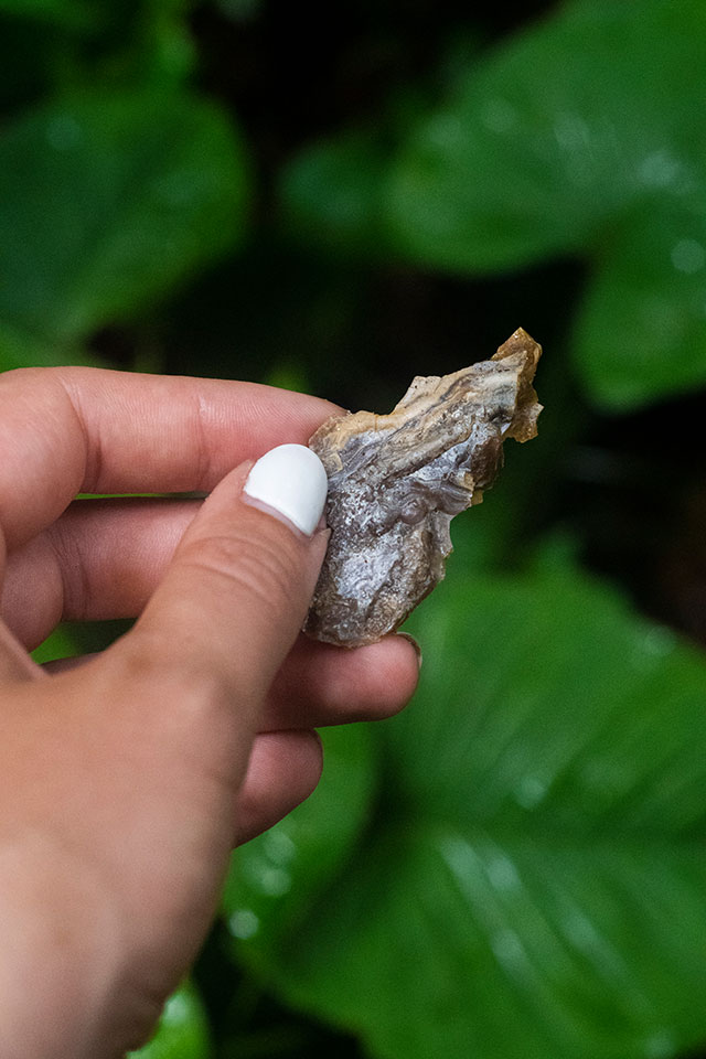 Dayak Bornéo Kalimantan