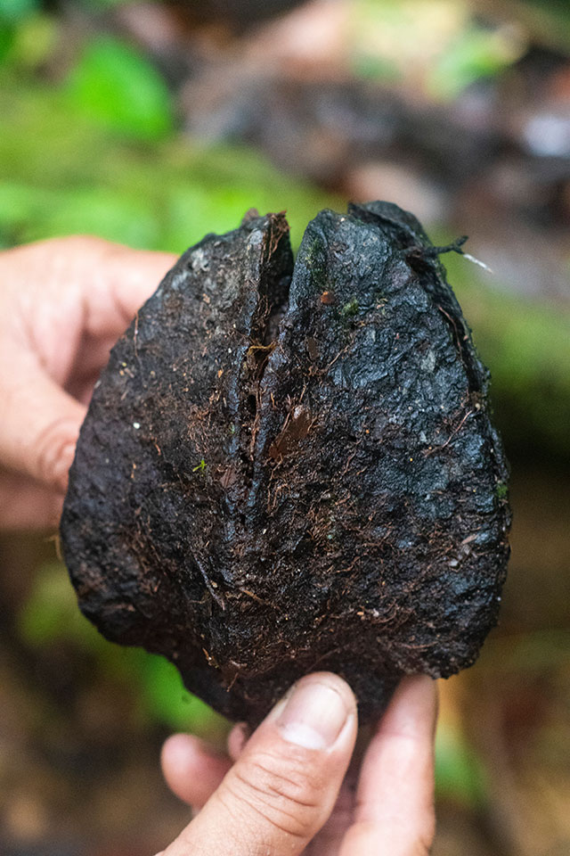 Dayak Bornéo Kalimantan