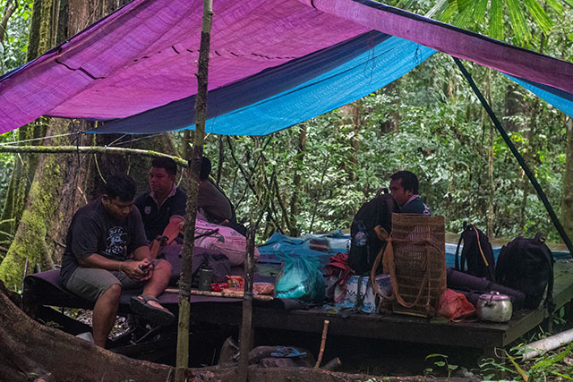 Dayak Bornéo Kalimantan
