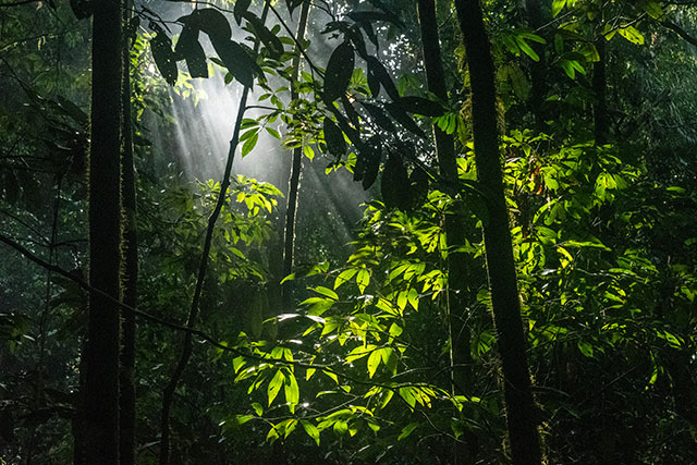 Dayak Bornéo Kalimantan