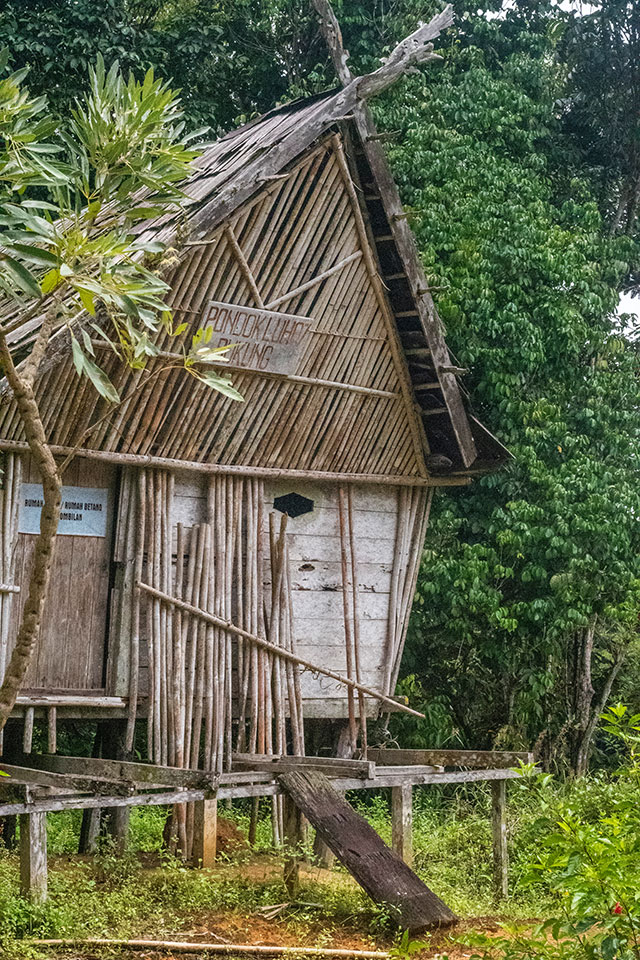Dayak Bornéo Kalimantan