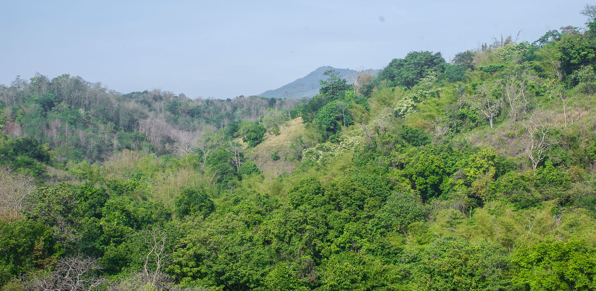 Coeur de forêt