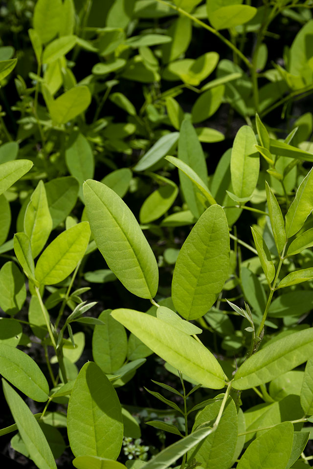 Coeur de forêt
