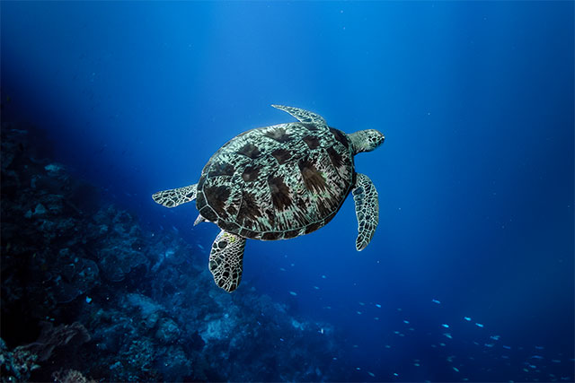 Croisière Sulawesi