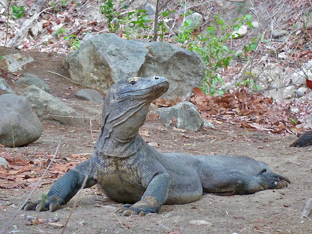 croisiere Komodo