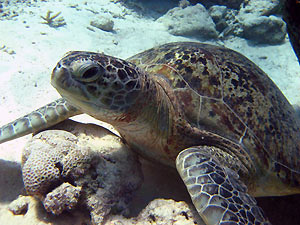 croisiere Komodo