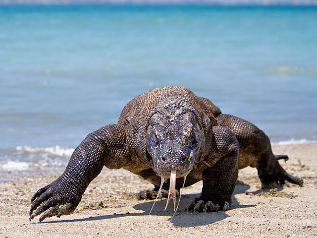 croisiere Komodo
