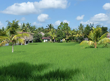 Riz Bali