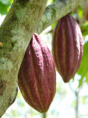 Les fruits exotiques