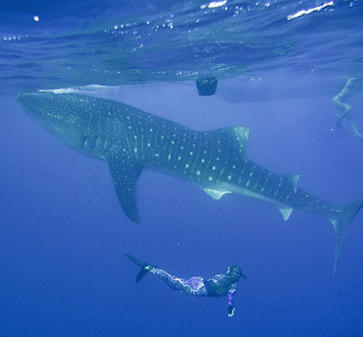 nager avec des requins baleines à Sumbawa