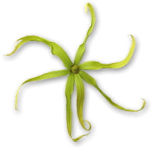 dessin plante indonésie