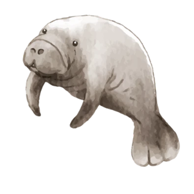 dugong Indonésie