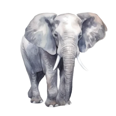 Elephant Indonésie