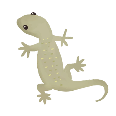 gecko Indonésie