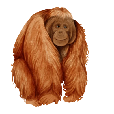 orang-outan Indonésie