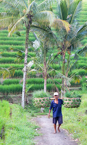 trek Bali