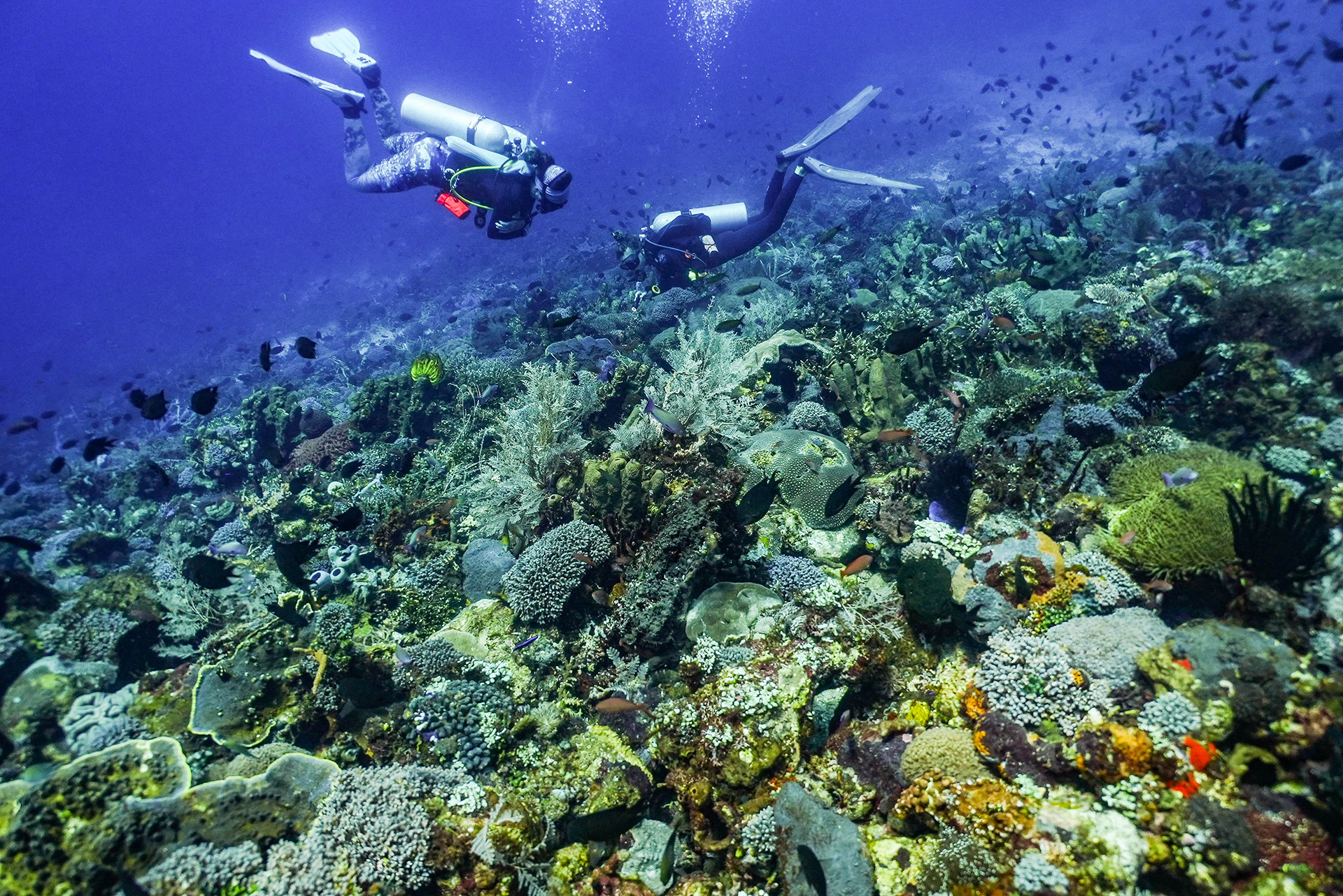 ile de Alor - Indonésie