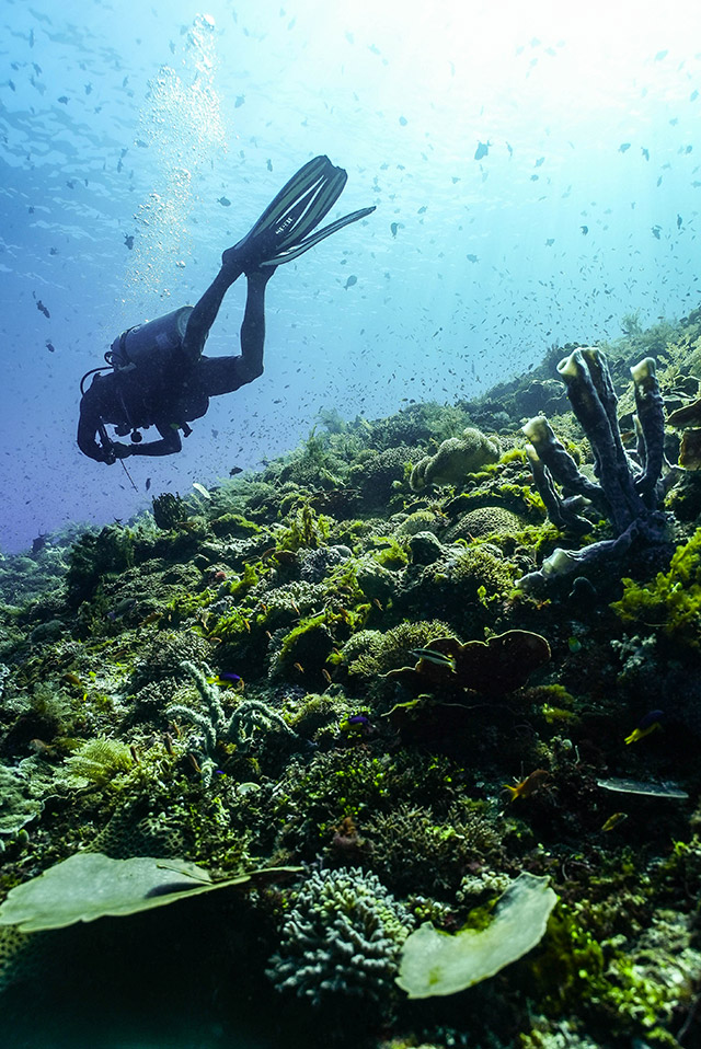 ile de Alor - Indonésie