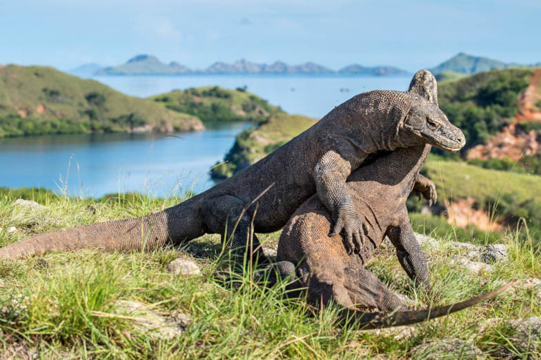 Croisière Indonésie 