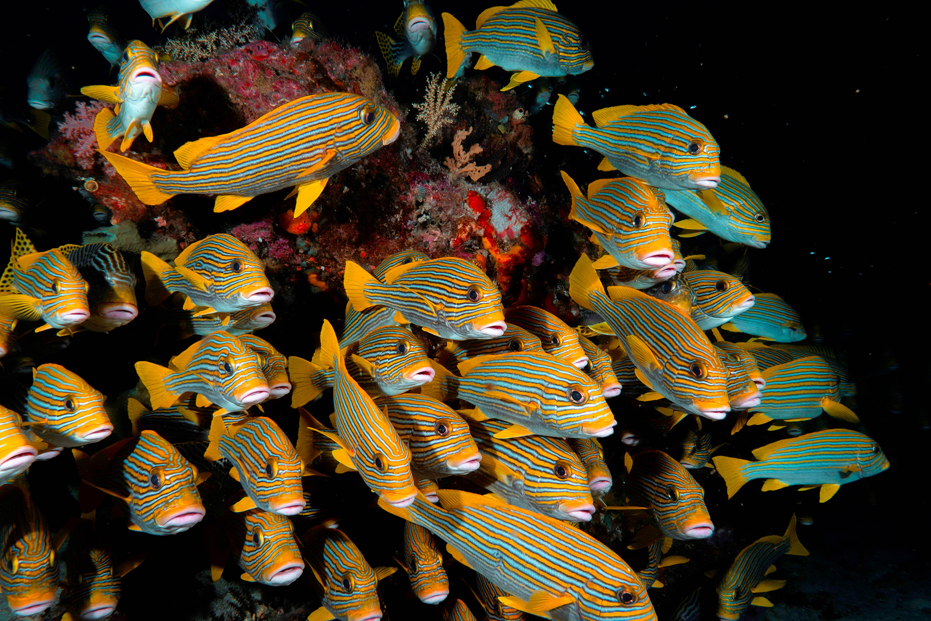 Croisière Indonésie 