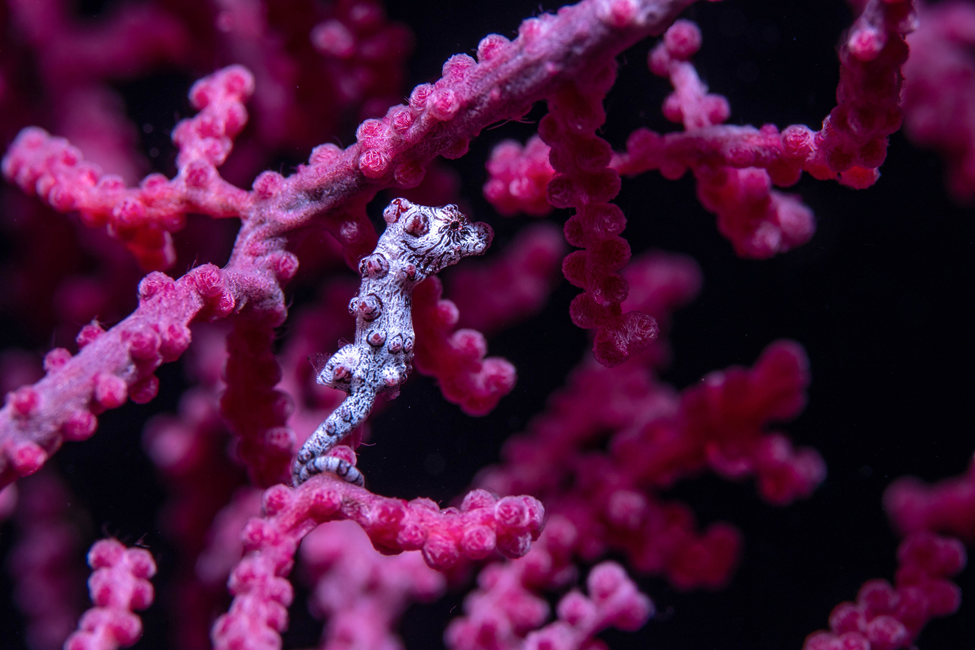 Croisière Indonésie 