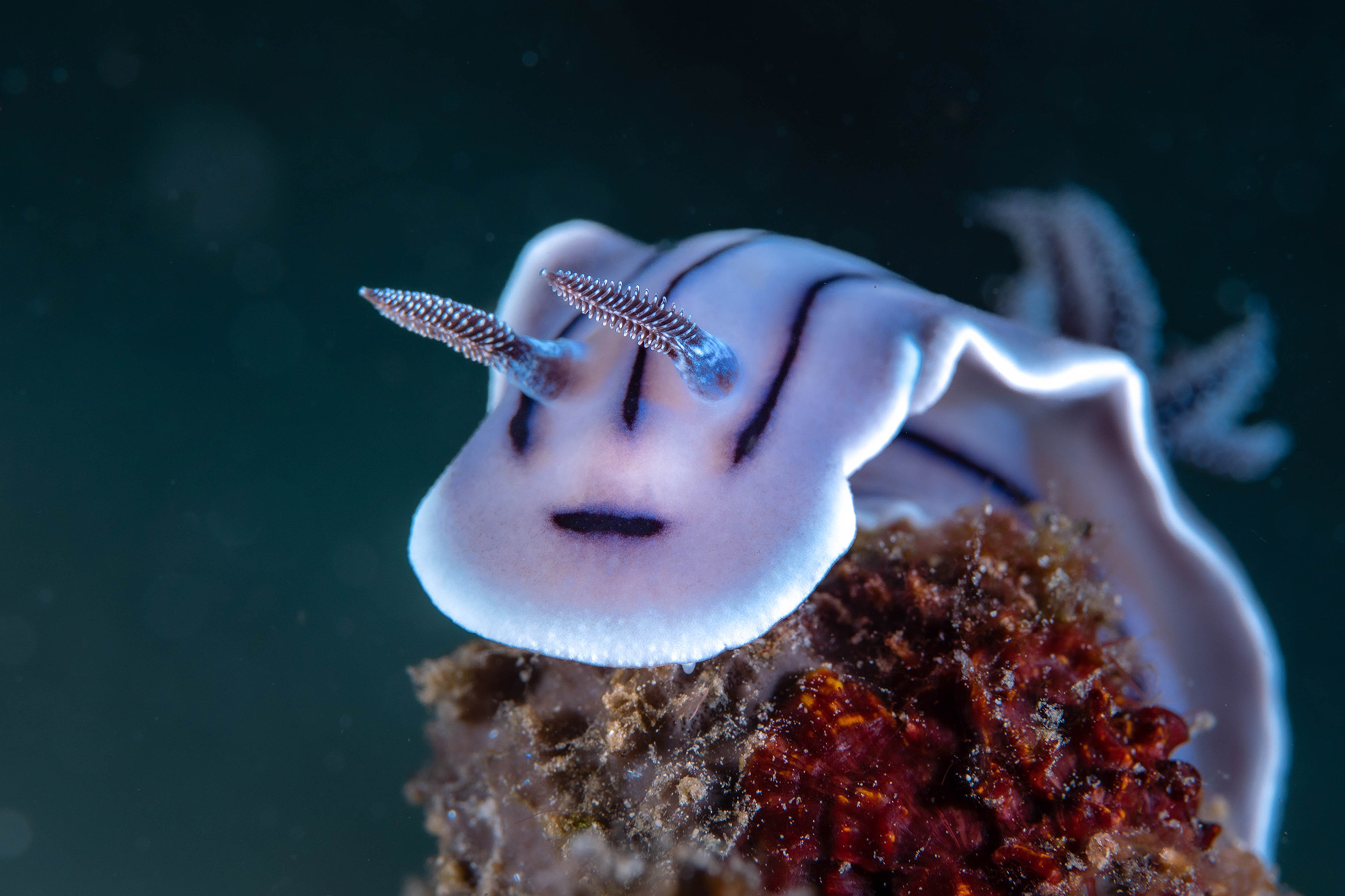 Croisière Indonésie 