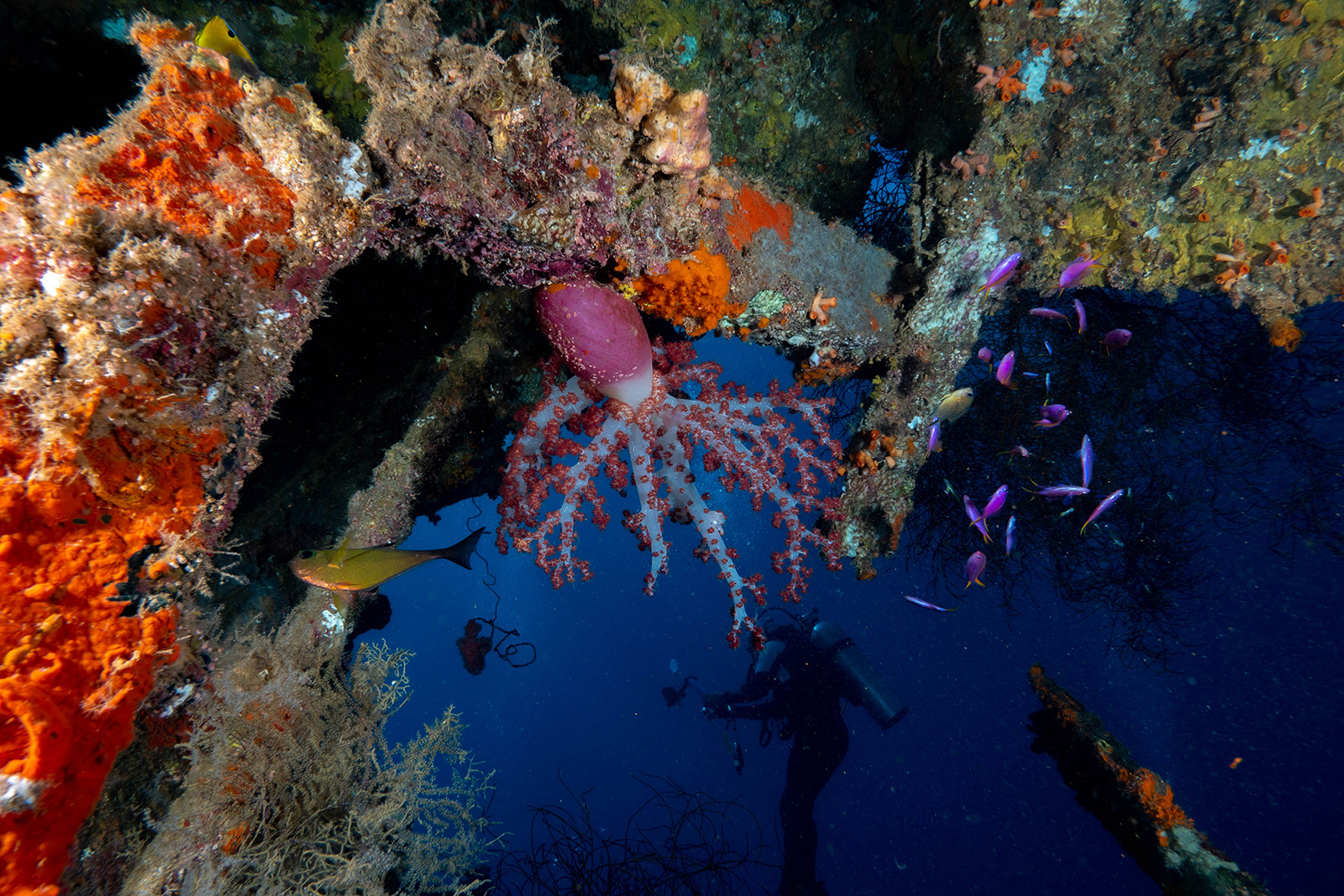 Croisière Indonésie 