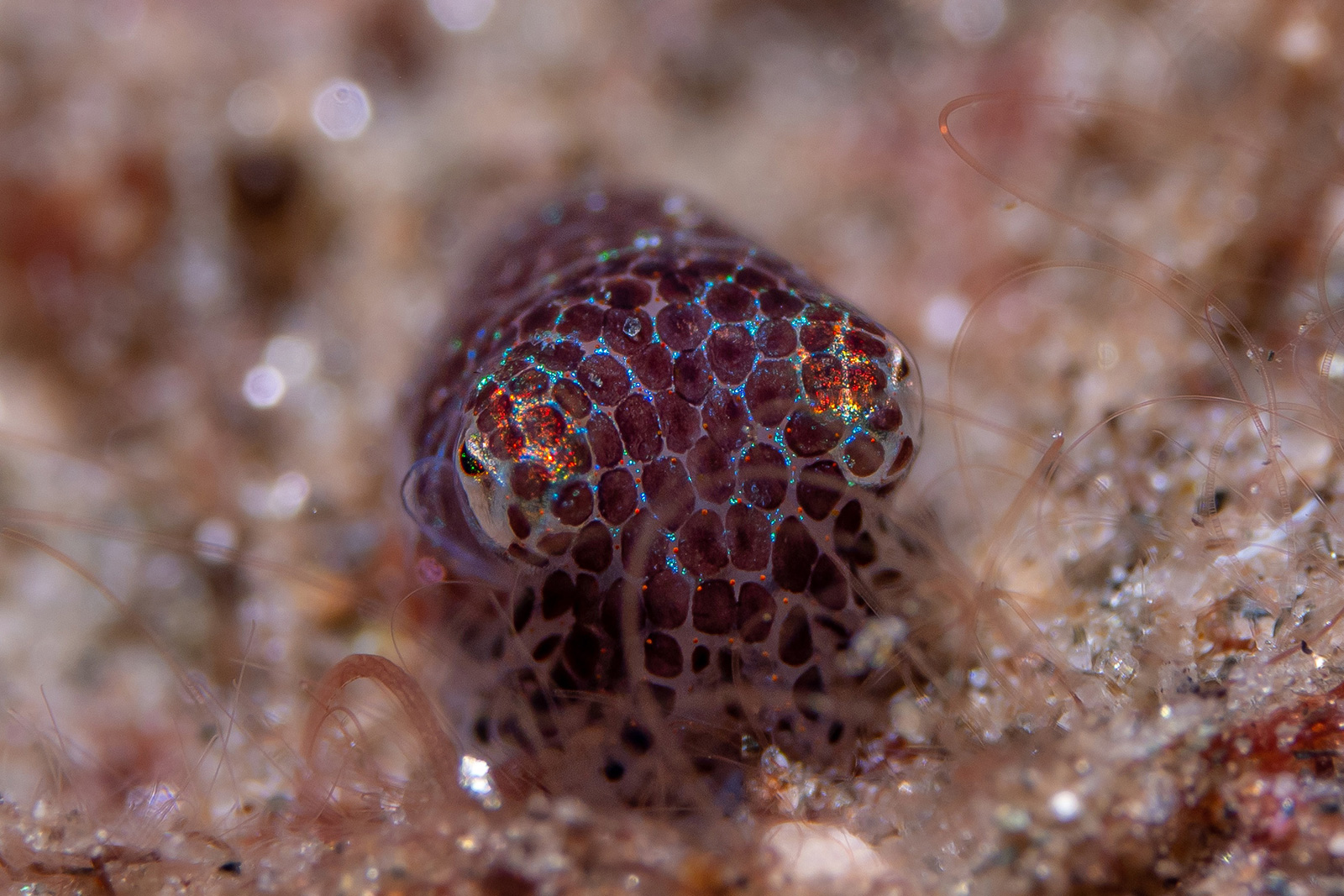 Croisière Indonésie 