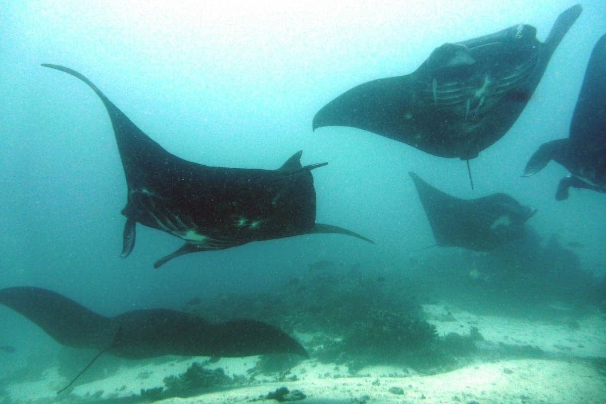 Croisière Indonésie 