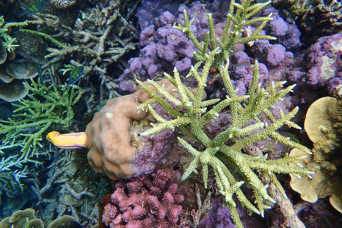 Croisière Indonésie 