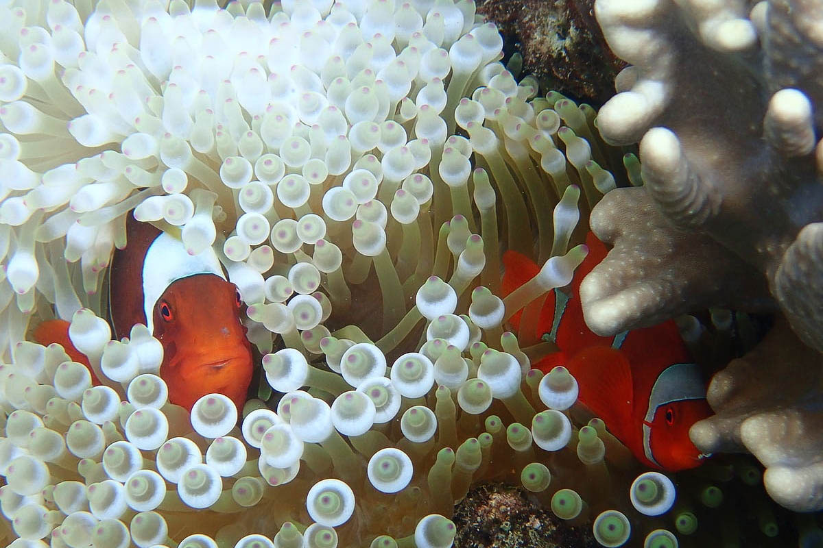 Croisière Indonésie 
