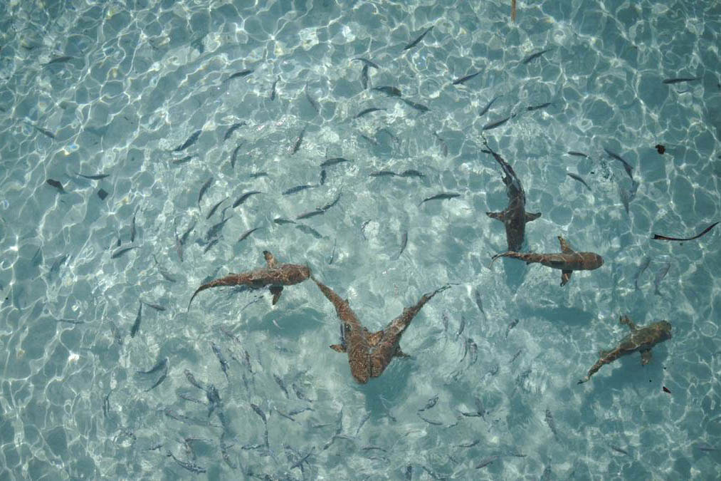 Croisière Indonésie 