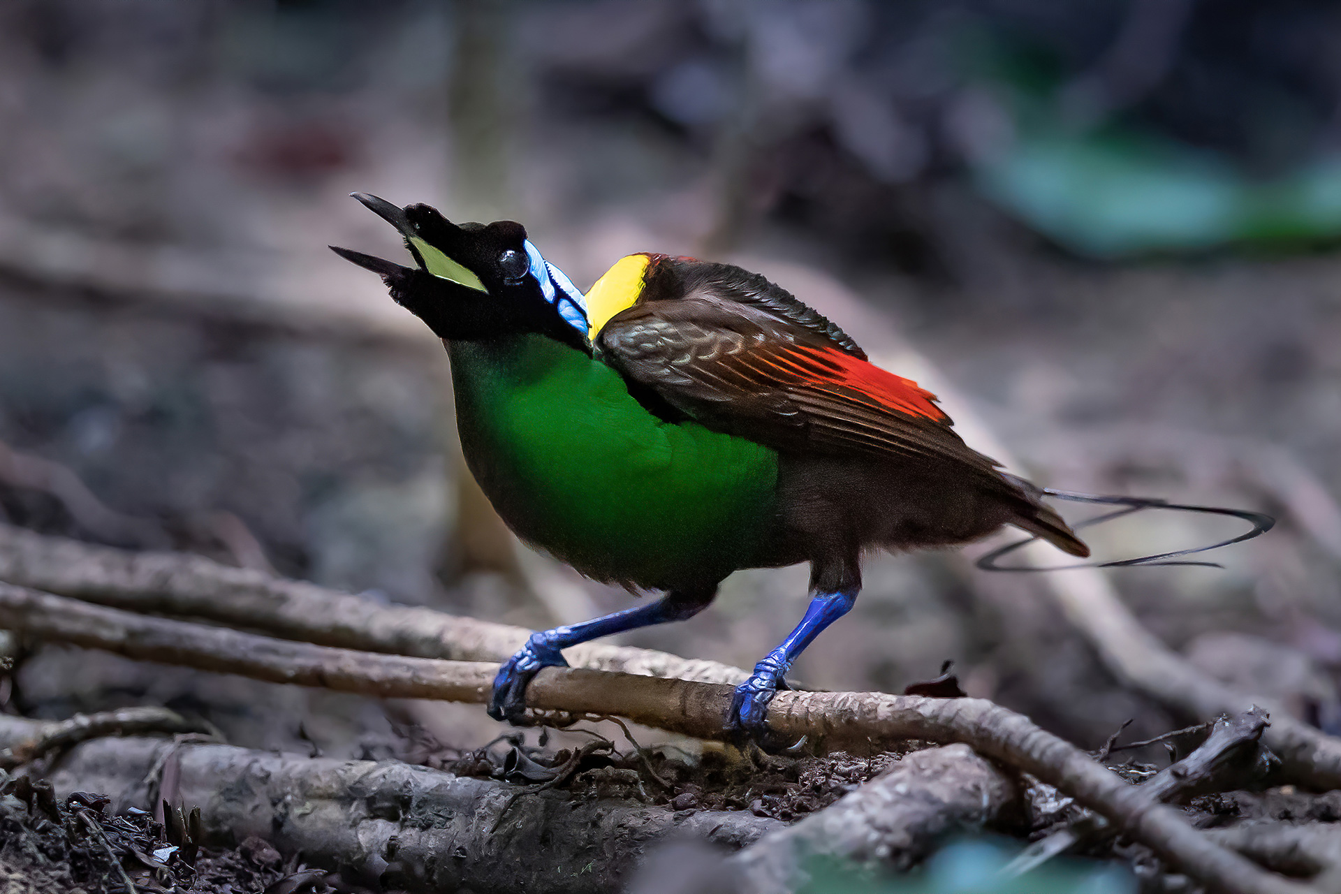 Croisière Indonésie 