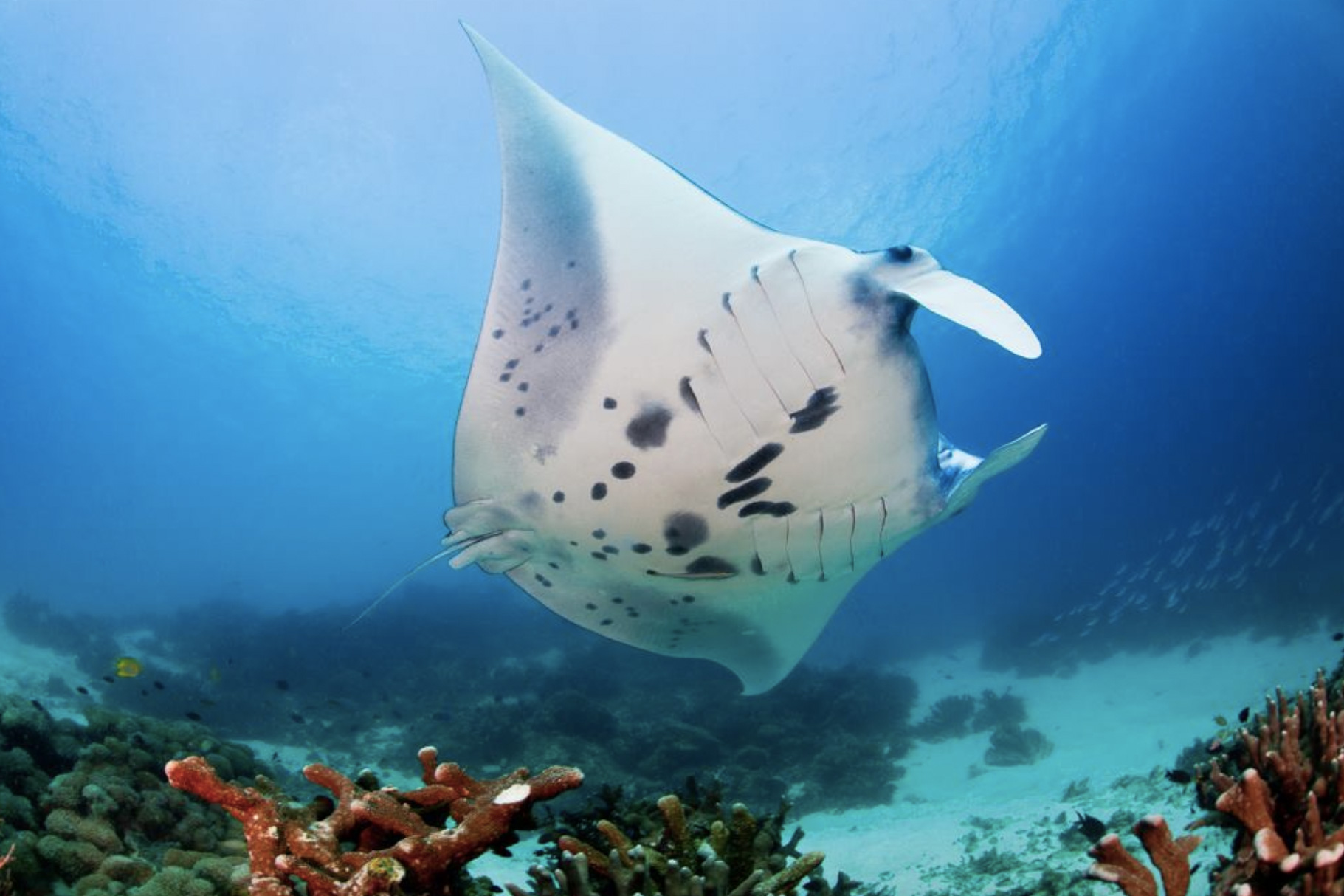 Croisière Indonésie 