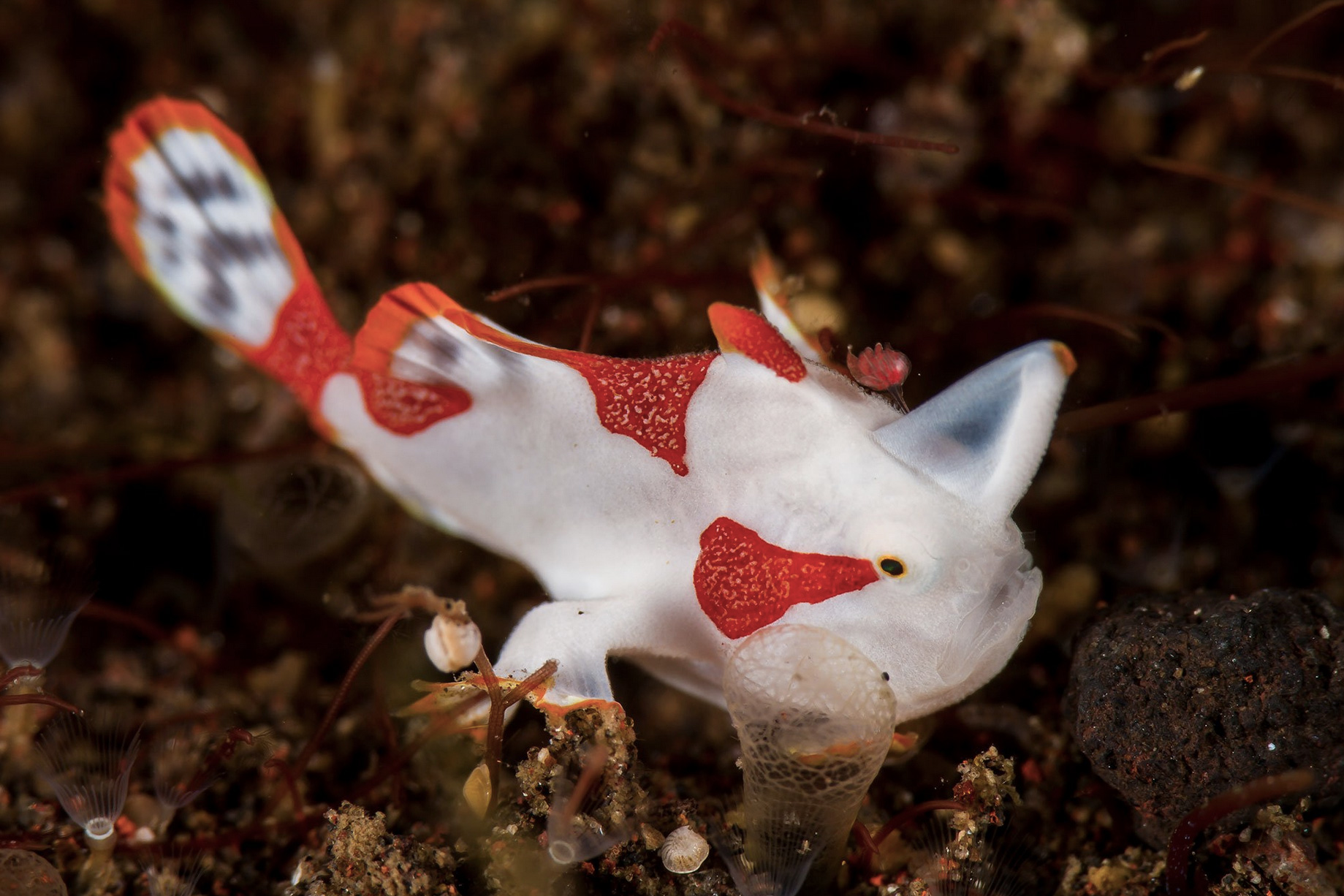 Croisière Indonésie 